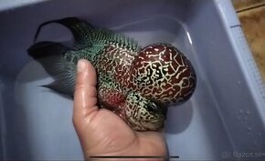 Flowerhorn Super Red Dragon