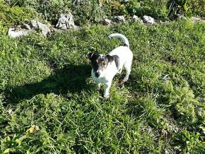 Jack russel terier JRT