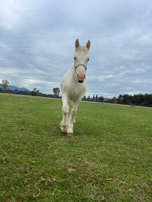 Tradičný Irish cob