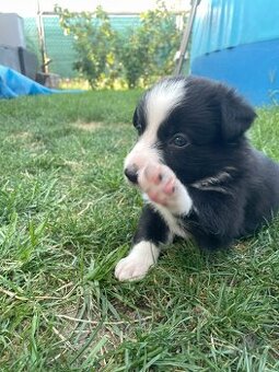 Labrador kríženec