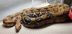 Boa Constrictor Imperator - Velhad Kràlovský