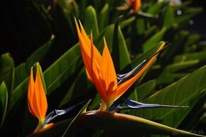 Strelitzia reginae - semená