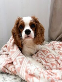 Cavalier King Charles Spaniel