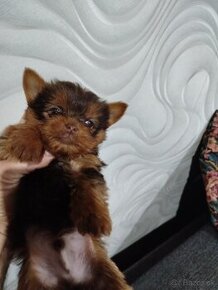 yorksirsky terier ,yorkshire terrier mini,coko york