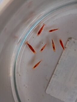 Caridina Red Tiger.