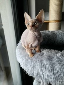 Devon rex mačiatka