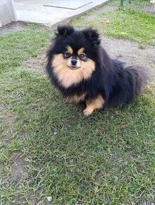 Pomeranian fenka