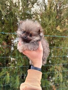 Špic Pomeranian mini fenka