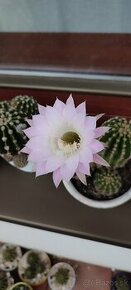 Kaktusy Echinopsis tubiflora - 1