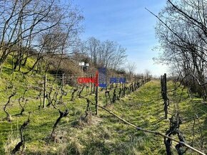 Pekne obrábaný vinohrad Limbach, lokalita Mitlberg - Grefty,