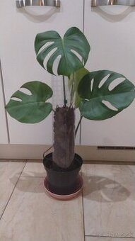 Monstera tyč