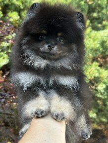 Pomeranian Chlapec