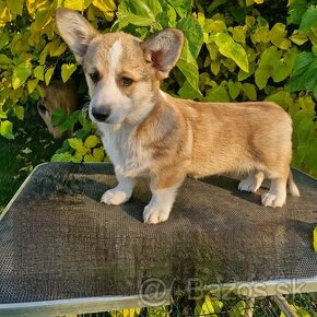 Welsh Corgi Pembroke s pp