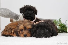 YorkiePoo