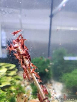 Krevetky Neocaridina davidi