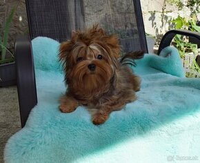 Ocean pearl Yorkshire terrier