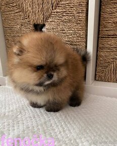 Pomeranian mini