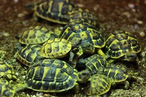 Suchozemské korytnačky a terária - osobní rozvoz - 1