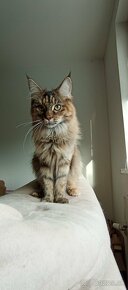 Mainska myvalia / Maine Coon bez PP, s vete preukazom - 1