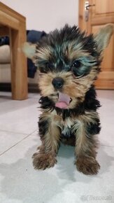 Predám šteniatka Yorkshire terrier