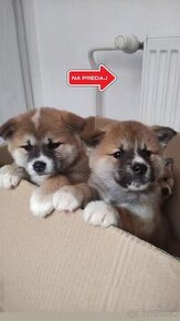 Akita inu šteniatka