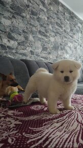 Akita inu šteniatka