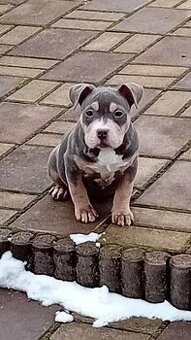 American bully