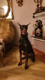 DOBERMAN S FCI P.P