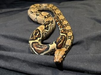 Boa constrictor / Veľhad kráľovský