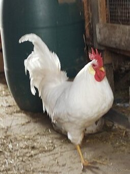 Leghorn