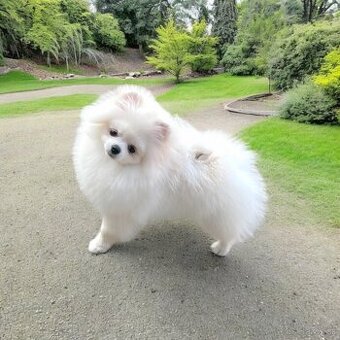 Pomeranian