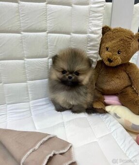 Pomeranian mini