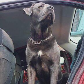 Cane Corso šteniatka