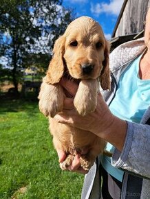 Anglicky kokerspaniel