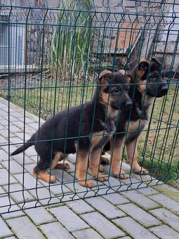 Nemecký ovčiak sučka 12týždňová s PP - PREDAJ