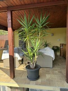 yucca, juka