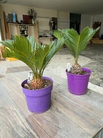 Cycas Revoluta - 1