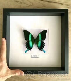 Vidlochvost Papilio blumei v ráme