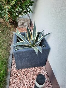 Agave AMERICANA VARIEGATA