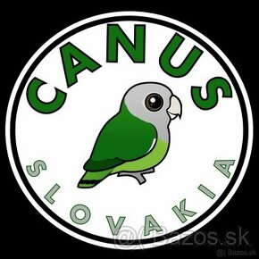 Agapornis šedohlavý Agapornis canus