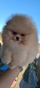 Pomeranian s PP