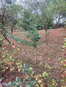 stromček GINKO