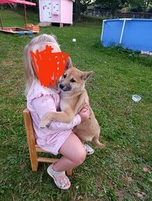 Darujem   šteniatko sučku Shiba inu má 4 mesiace