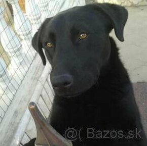 Labradorsky retriever - na krytie