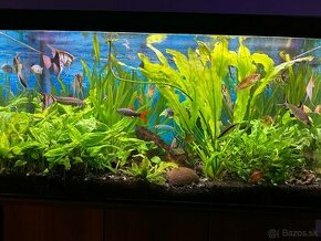 Predam komplet 220 l akvarium + skrinka + filter - 1