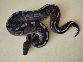 Python regius, pyton kralovsky