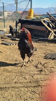 Ayam Cemani, Araucana