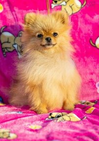 Pomeranian s PP