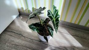 Alocasia Amazonica Polly - 1