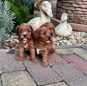 Cavapoo,Pudel,cavalier